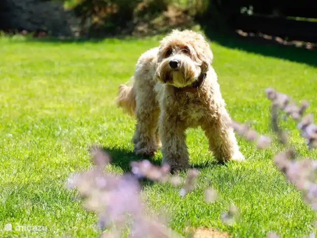 Le rêveur | Pays-Bas, Brabant-Septentrional,  Wilbertoord - maison de vacances Les chiens sont les bienvenus.