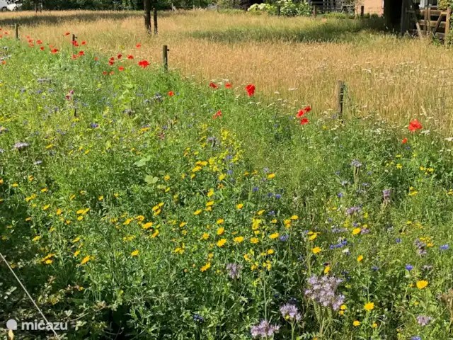 Casa Moos | Pays-Bas, Overijssel, Geesteren - maison de vacances En été, une palette de fleurs sauvages pleine de belles fleurs et couleurs
