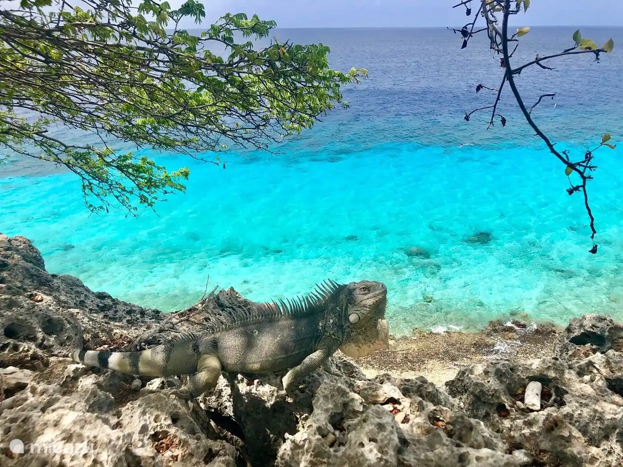 Leguan bei 1000 Schritten