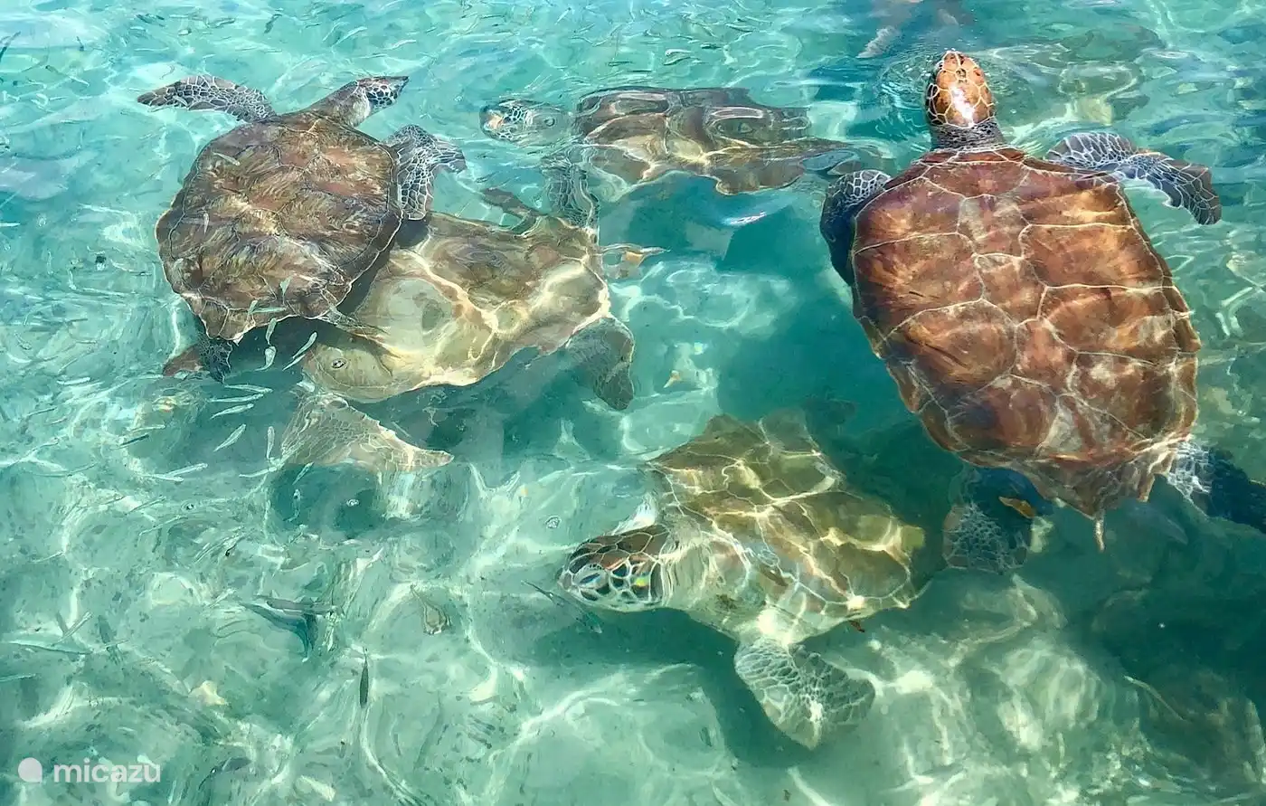 Meeresschildkröten auf 1000 Stufen