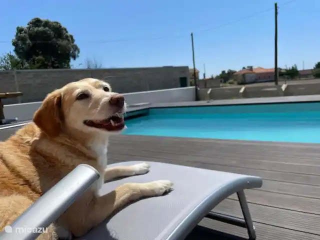 vakantiehuis huren in Portugal, Costa de Prata, Murtosa – Modern schuurhuis op het platteland Huisdiervriendelijk