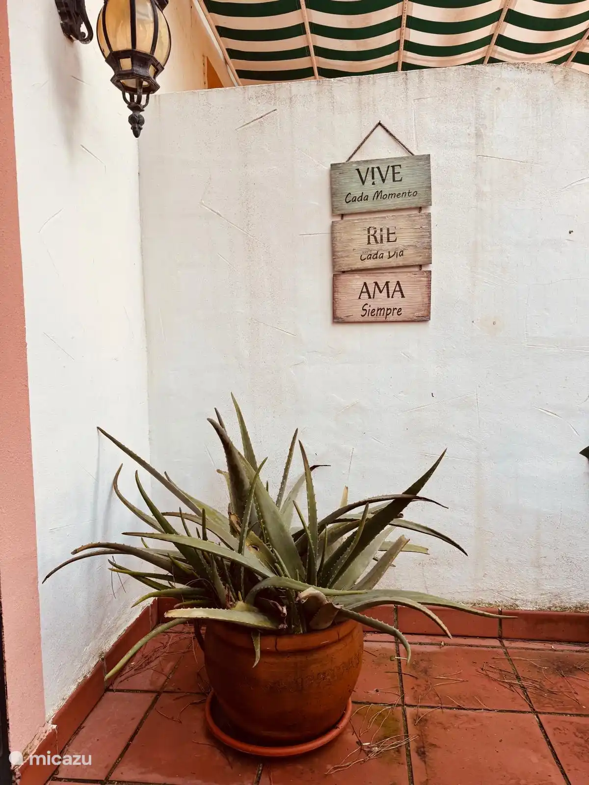 achtertuin omringd met planten 