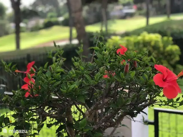 Beautiful plants surround this urbanization 