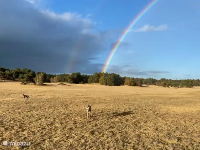 chalet huren in Nederland, Gelderland, Doornspijk – De Eekhoorn M20 De zandverstuiving direct achter het park