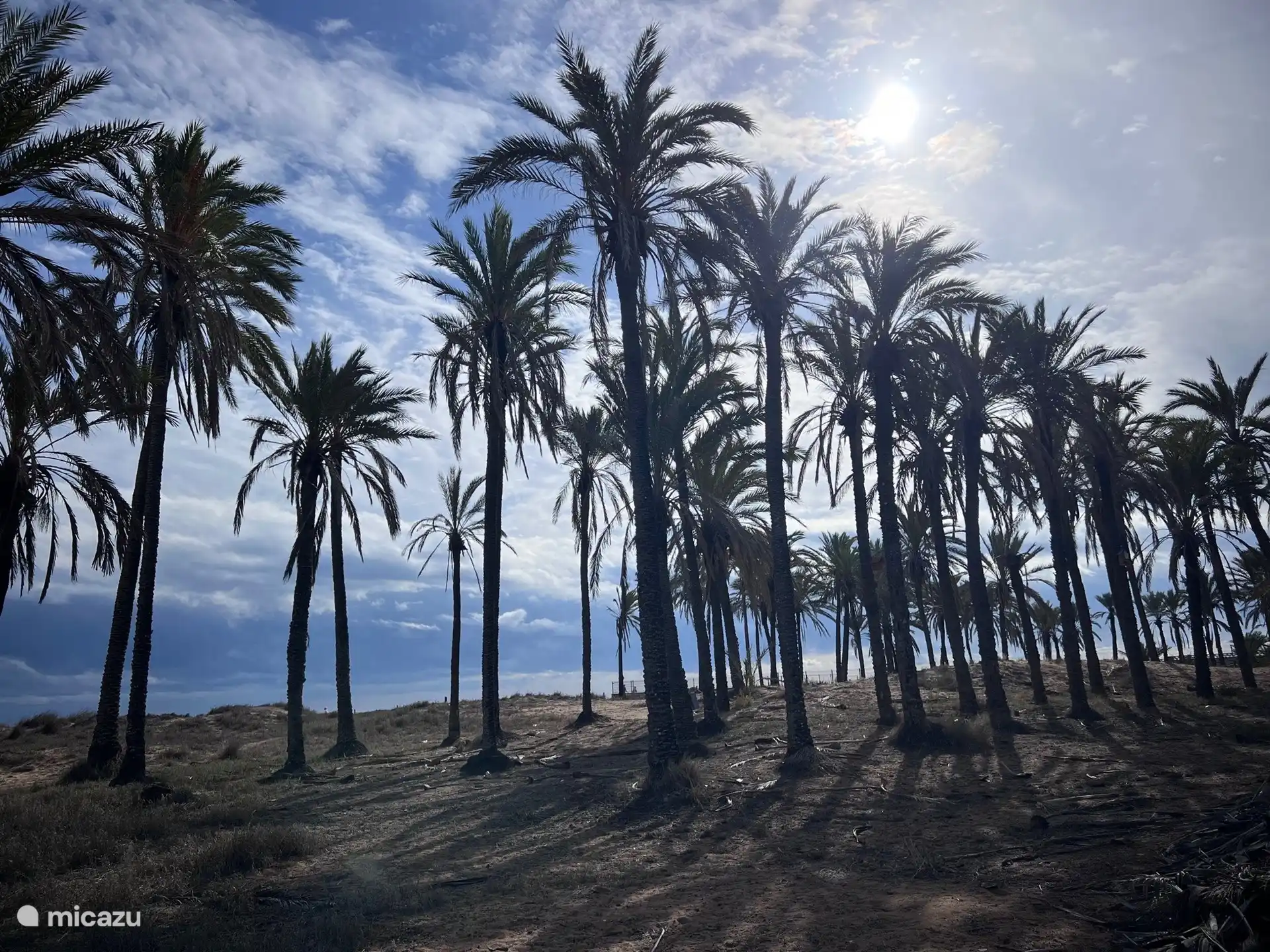 Palmbosje dichtbij strand (4 km lopen)