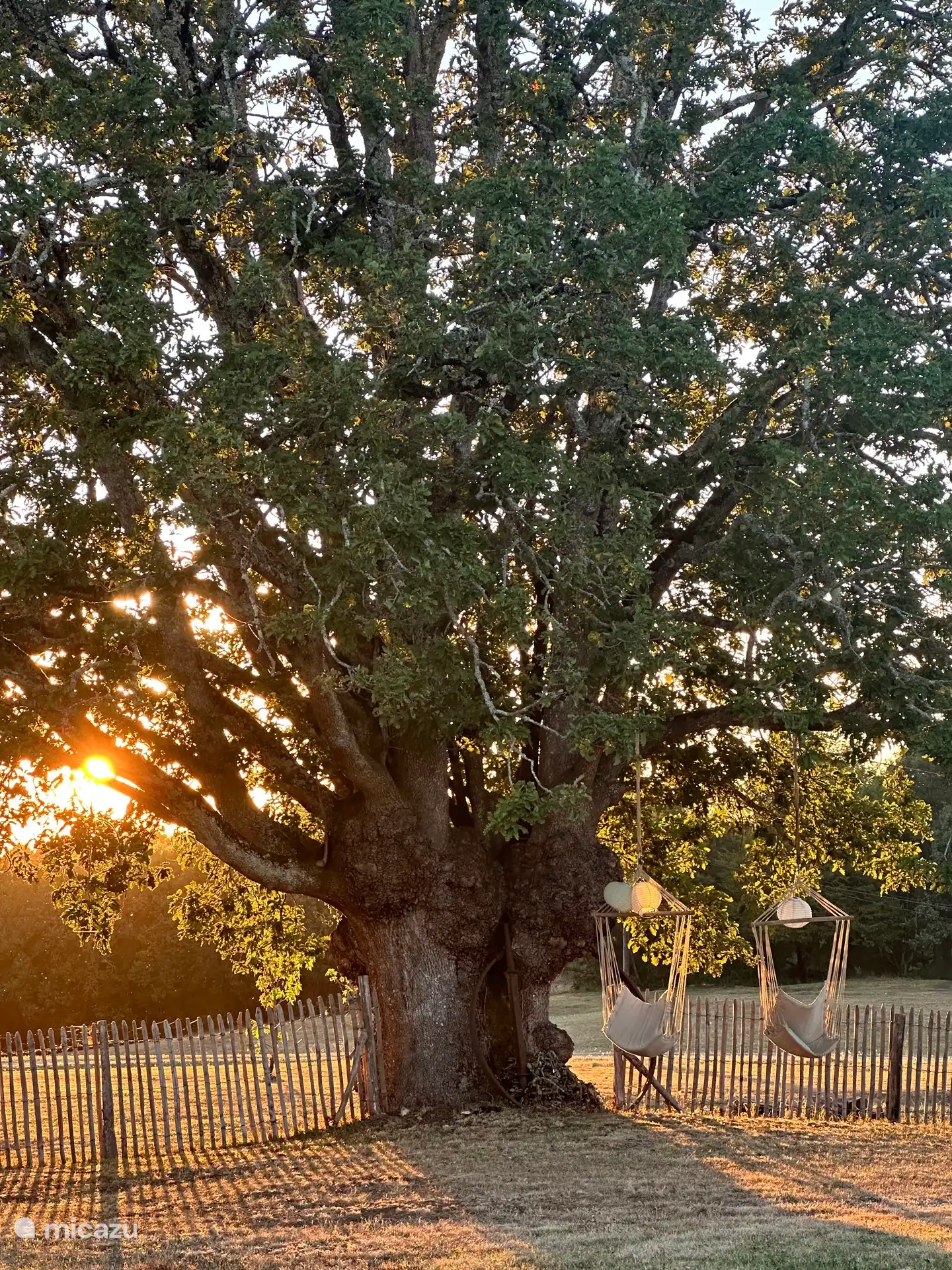 Un très vieux chêne d’environ 400 ans