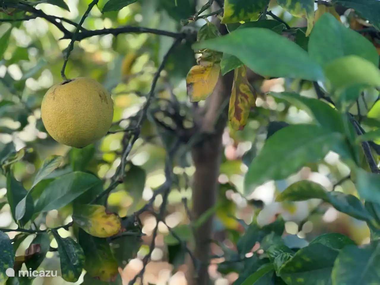 Zitrusbaum im Garten hinter dem Haus
