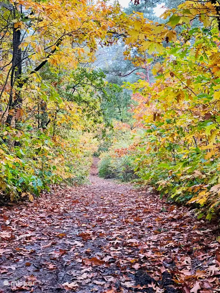 De la maison, vous pouvez marcher directement dans la forêt