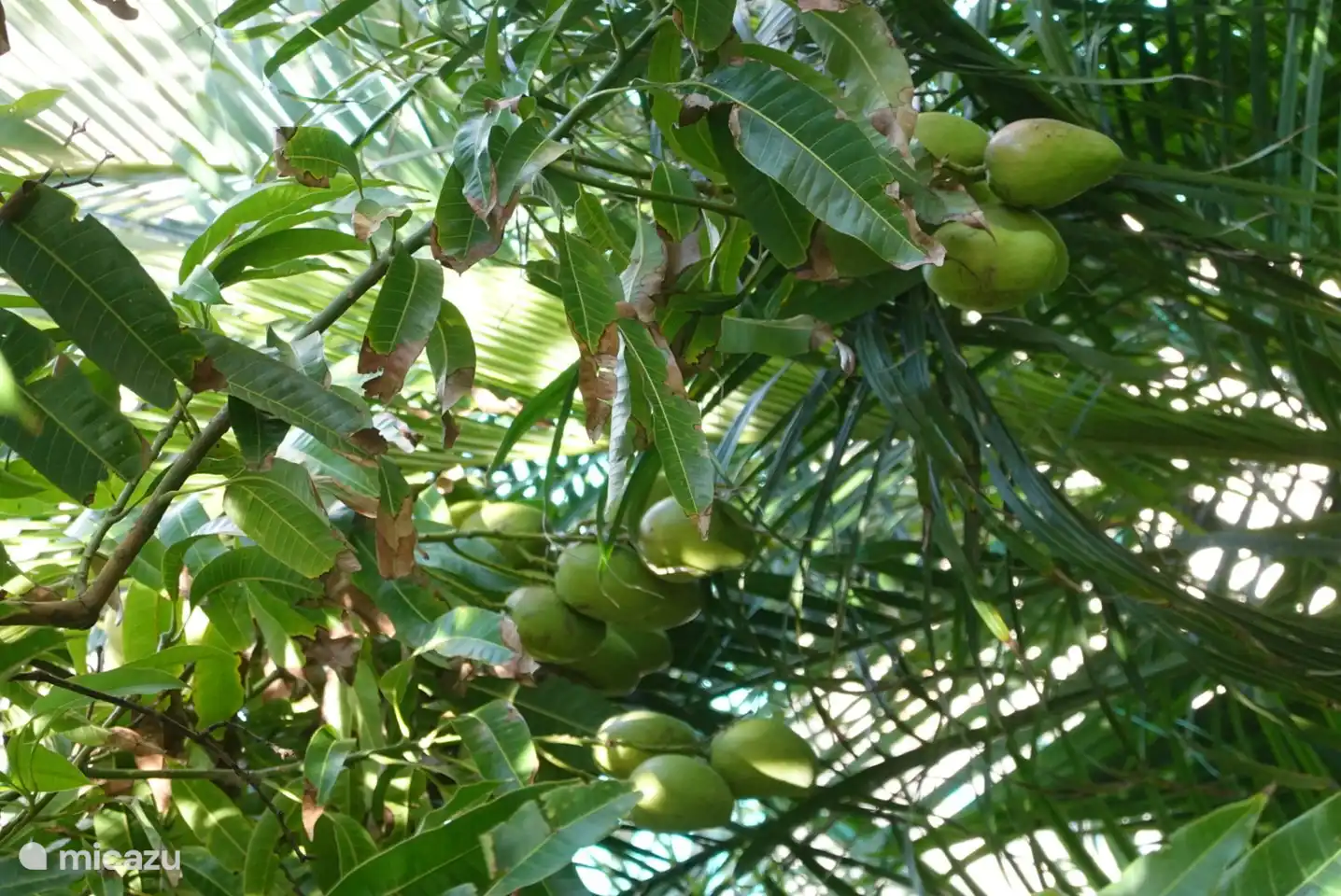 View from the porch [mango tree]