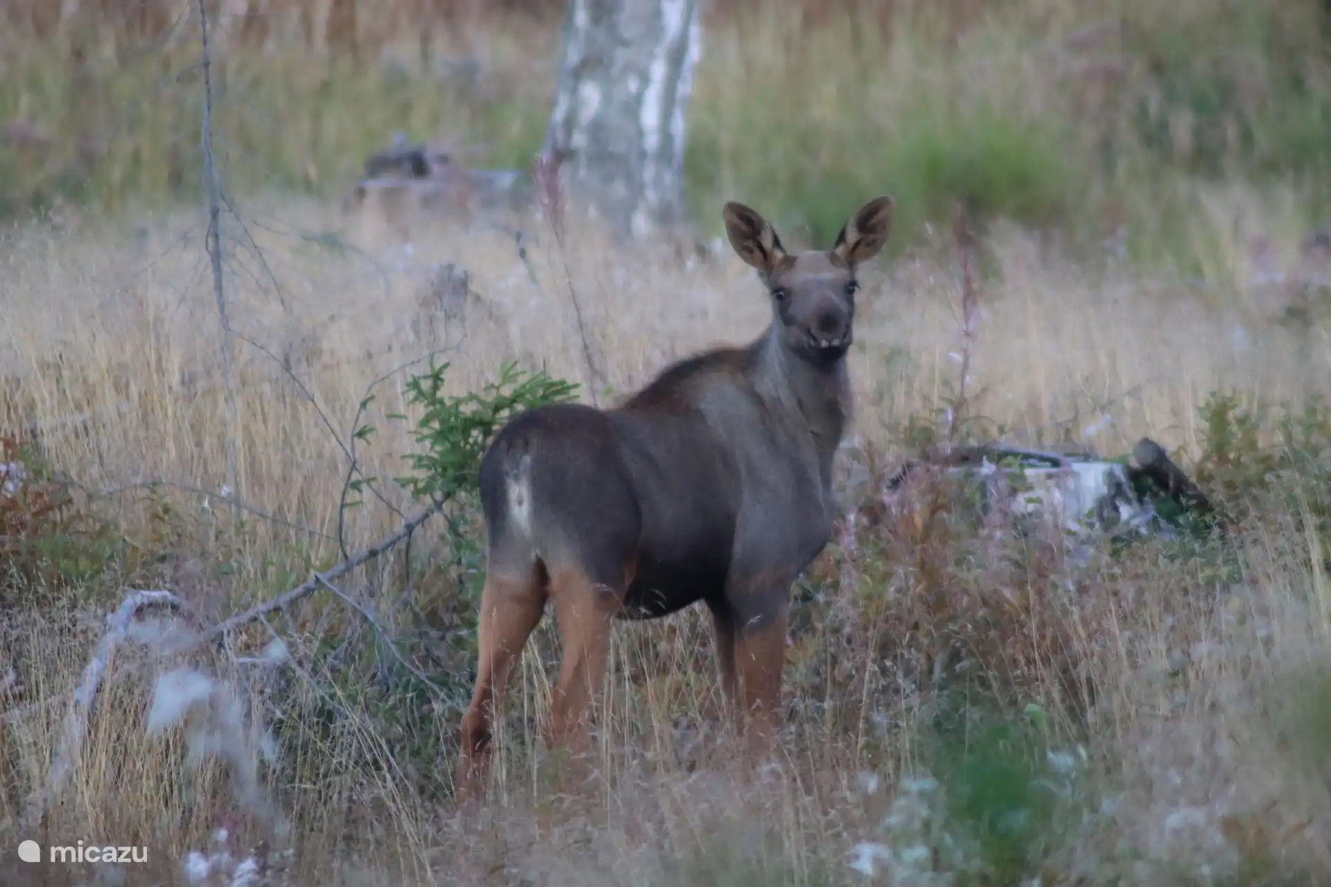 Alce joven, cerca de la casa