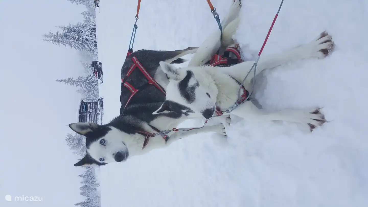 Excursiones en husky