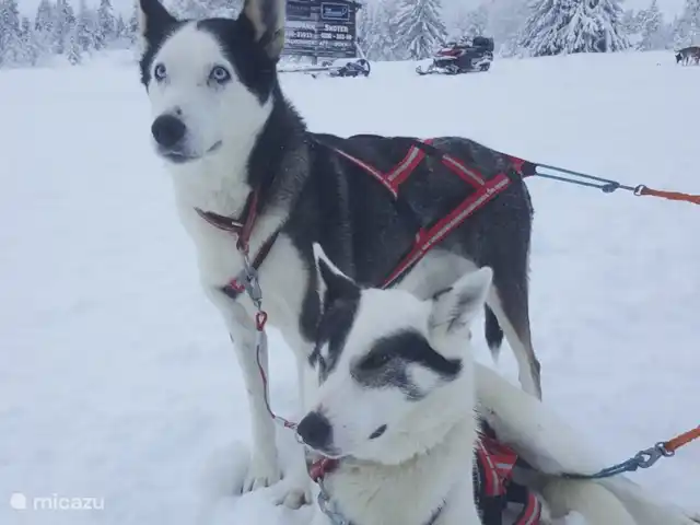 Maison de montagne d'Önrun | Suède, Jämtland, Föllinge - maison de vacances Promenades en husky