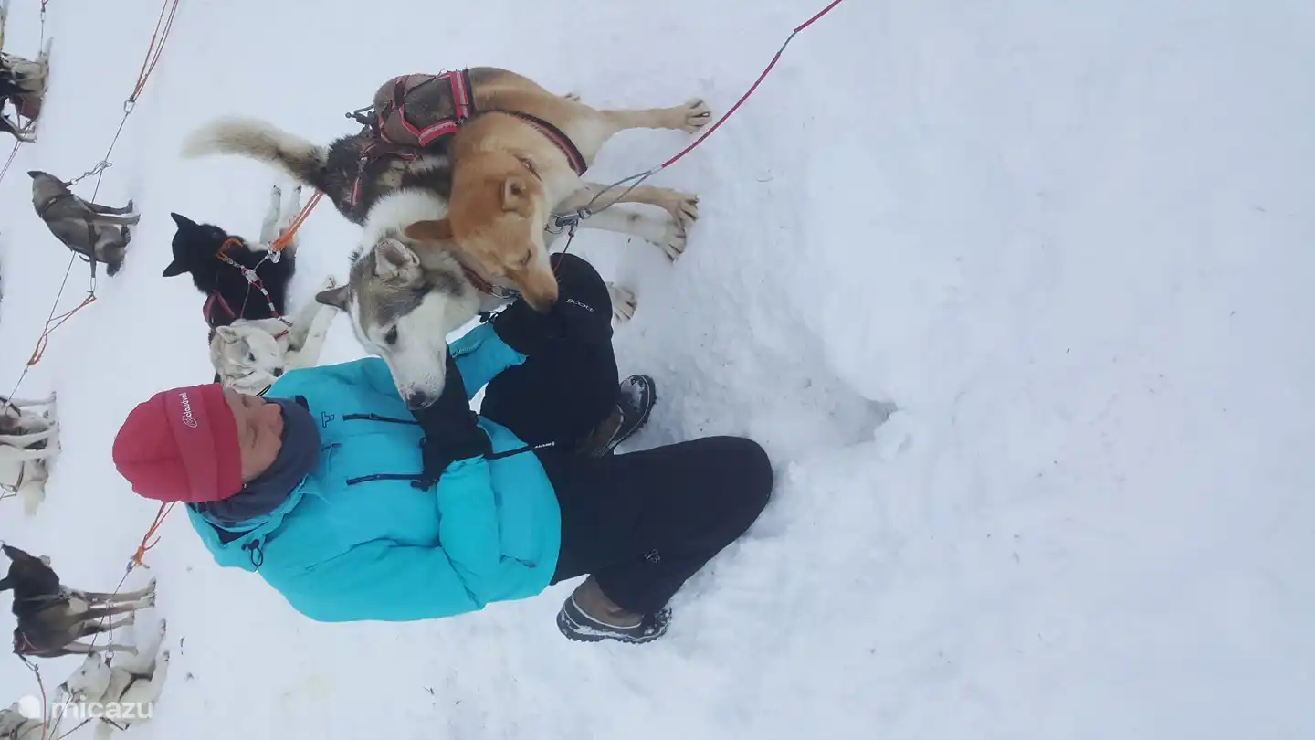 Acurrucarse con los huskies 