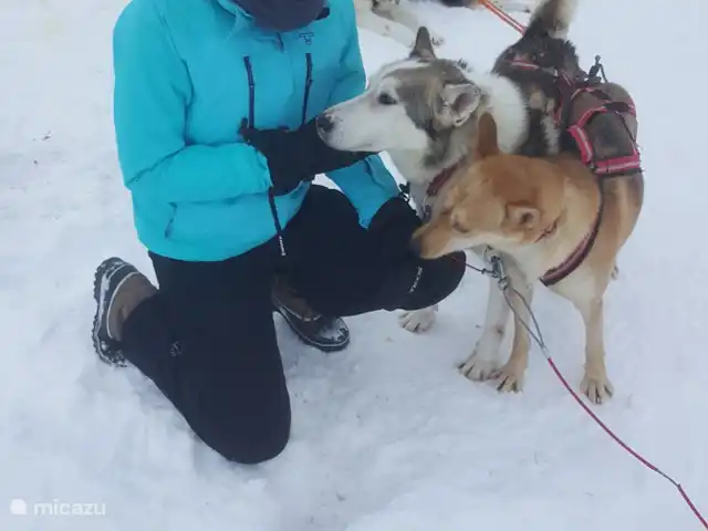 Maison de montagne d'Önrun | Suède, Jämtland, Föllinge - maison de vacances Câlins avec les huskies