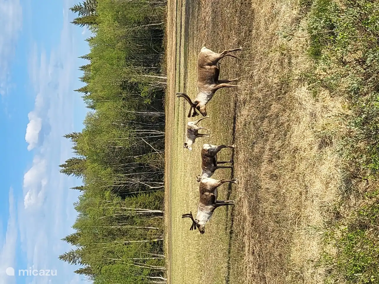Renos cerca de la casa