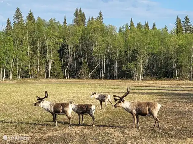 Maison de montagne d'Önrun | Suède, Jämtland, Föllinge - maison de vacances Renne près de la maison