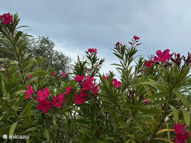 Appartement A02 les Pins Bleus | France, Côte d'Azur, Sainte-Maxime - appartement Beaucoup de fleurs