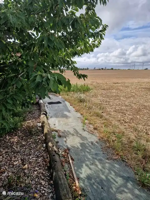 Blick zurück. Mal Sonnenblumen, mal Mais, Flachs oder Mais.