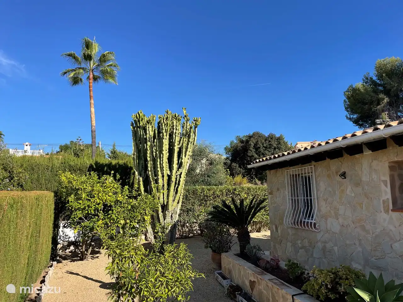 Side garden with cactus