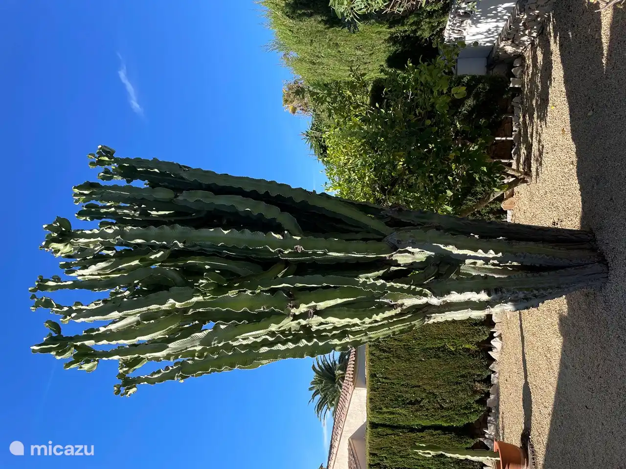 Beautiful very old and tall cactus