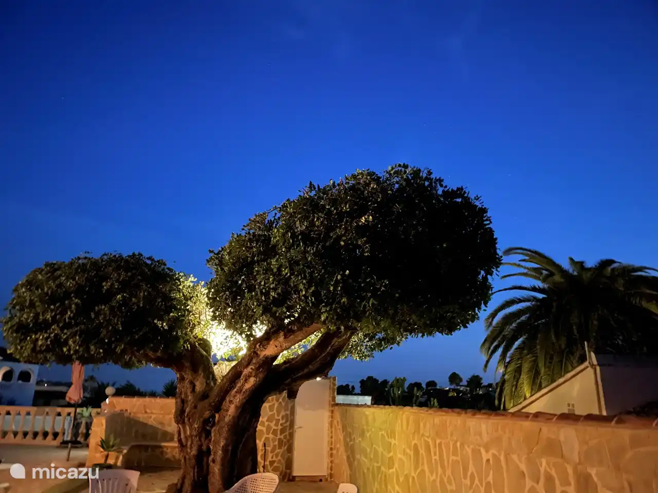 >100 year old Johannes tree