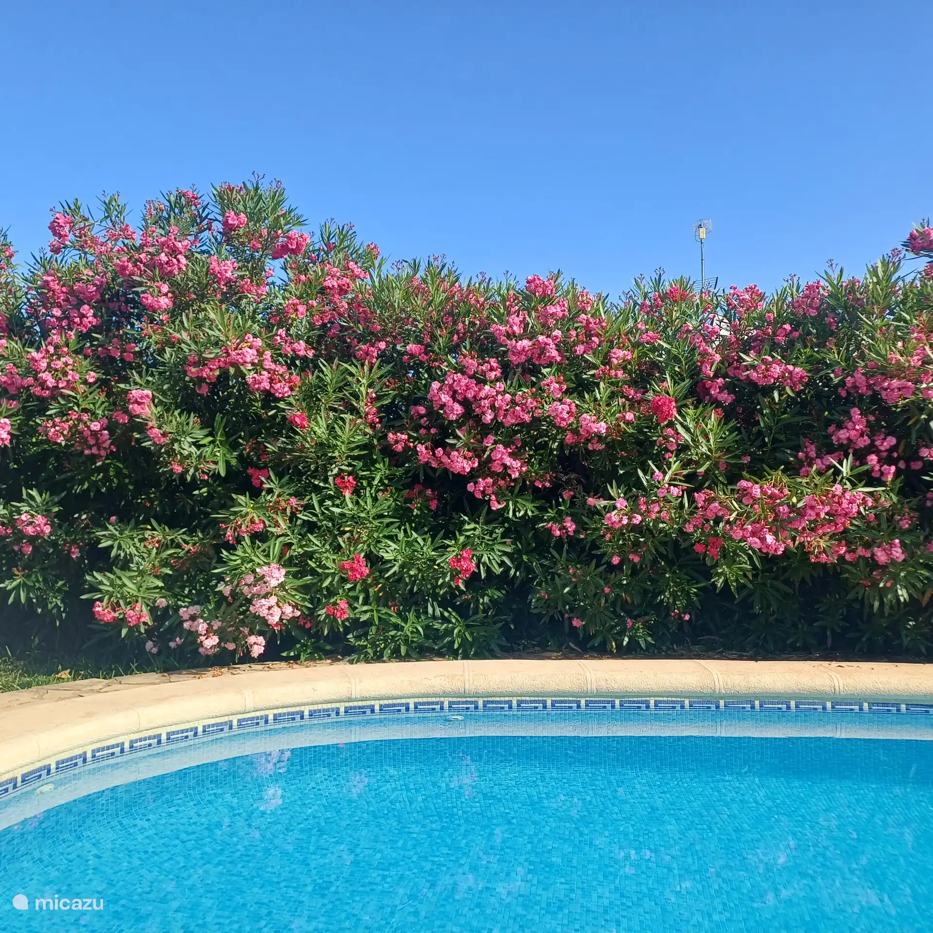 Oleanderhecke am Schwimmbecken