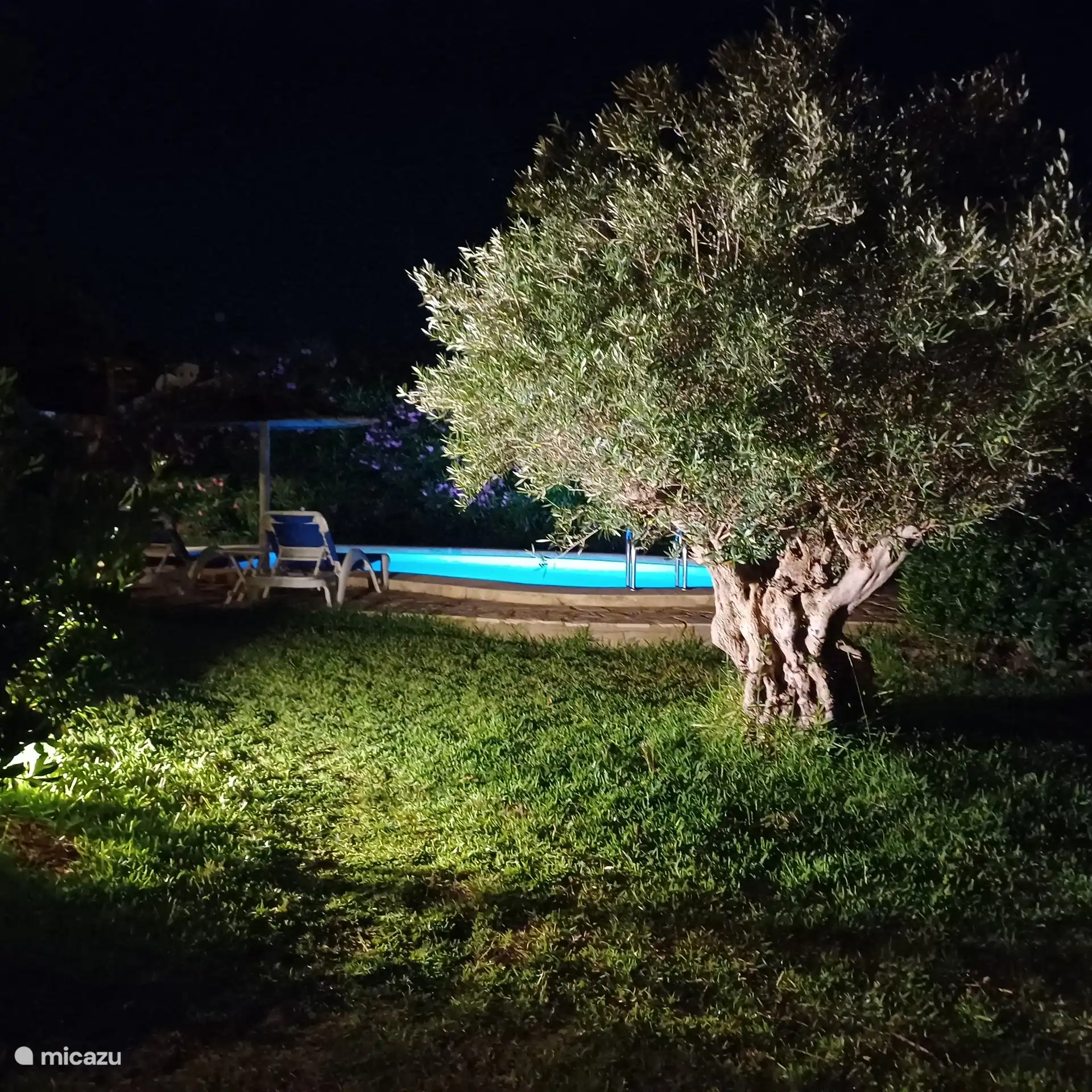 Abends Schwimmbad am schönen Olivenbaum