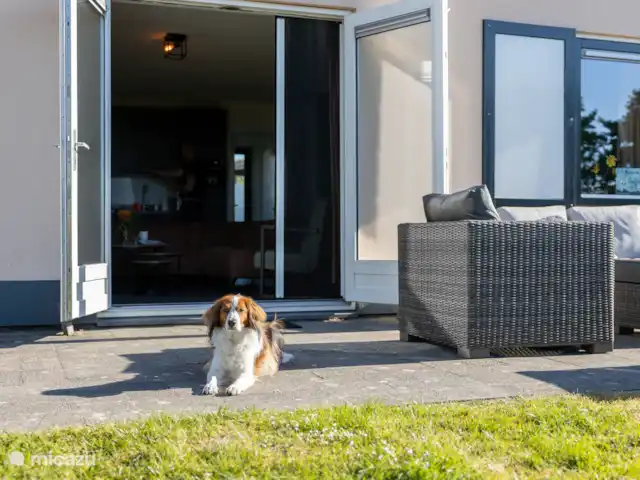 Maison de vacances de luxe avec spa et sauna | Pays-Bas, Frise, Tzummarum - maison de vacances Les animaux de compagnie sont les bienvenus dans notre maison.