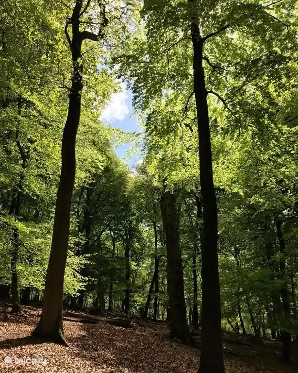 ¡Paseando por los Speulderbos, el bosque de los árboles danzantes! A este bosque se puede llegar a pie desde el bungalow.