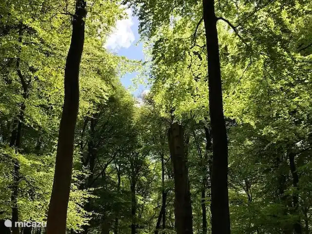 Bungalow en el bosque Jardines en Países Bajos, Güeldres, Garderen - bungaló ¡Paseando por los Speulderbos, el bosque de los árboles danzantes! A este bosque se puede llegar a pie desde el bungalow.