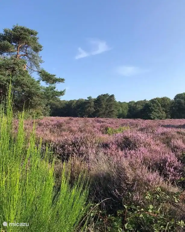 El brezo florece a mediados de agosto. Desde el bungalow podrás ver esta belleza en un paseo de tres minutos.