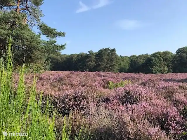 Bungalow en el bosque Jardines en Países Bajos, Güeldres, Garderen - bungaló El brezo florece a mediados de agosto. Desde el bungalow podrás ver esta belleza en un paseo de tres minutos.