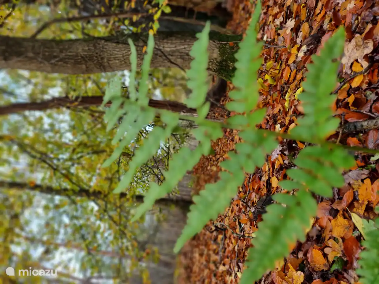 Hermosa naturaleza alrededor del bungalow.