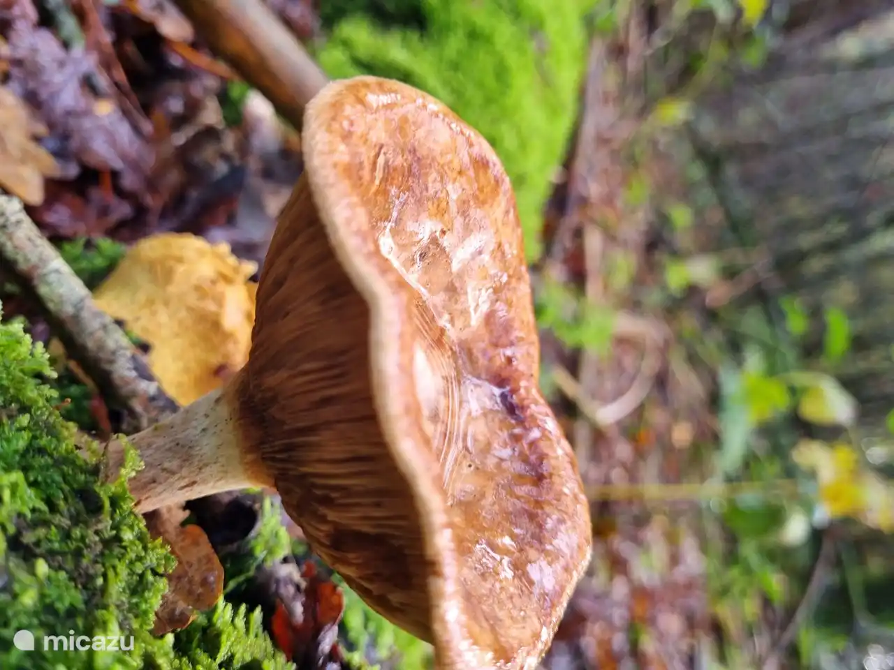 En otoño hay un sin fin de tipos de setas.