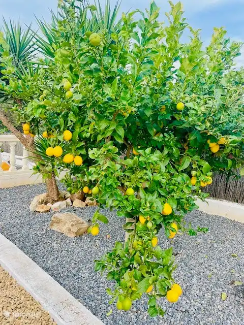 Pick your own lemons!
