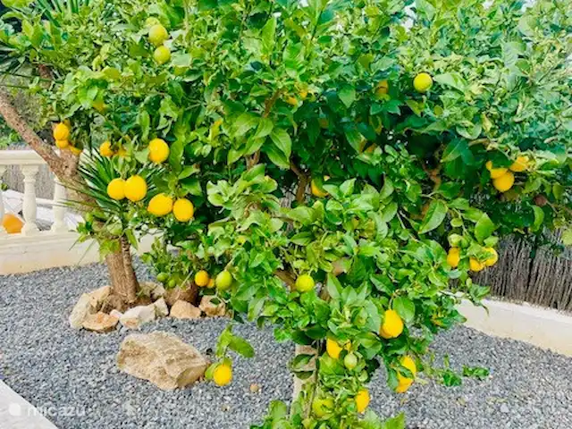 Villa Festina Lente - Javea | Espagne, Costa Blanca, Jávea - villa Cueillez vos propres citrons !