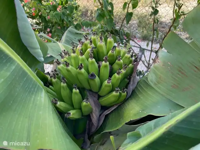 Villa Saona *NOUVEAU* *VUE* | Curaçao, Banda Abou (ouest), Fontein - villa Bananes!!!!