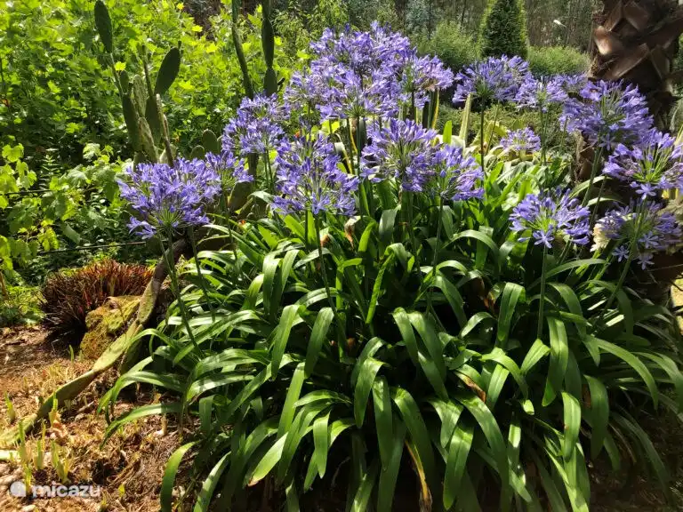 Il y a toujours quelque chose en fleurs. 