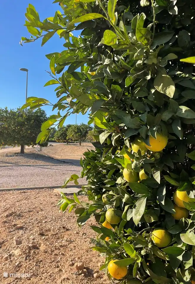 Un citron de plus ou de moins, peu importe !
