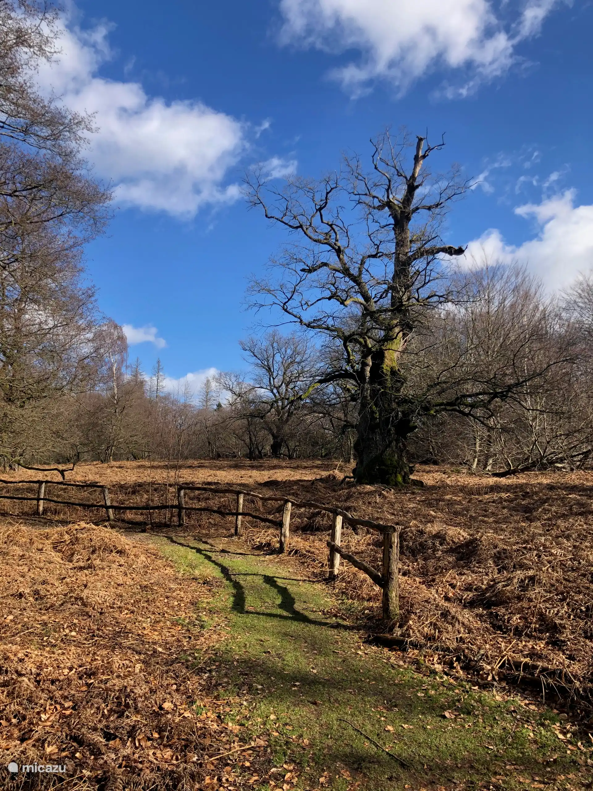 The primeval forest Sabawald is worth a visit