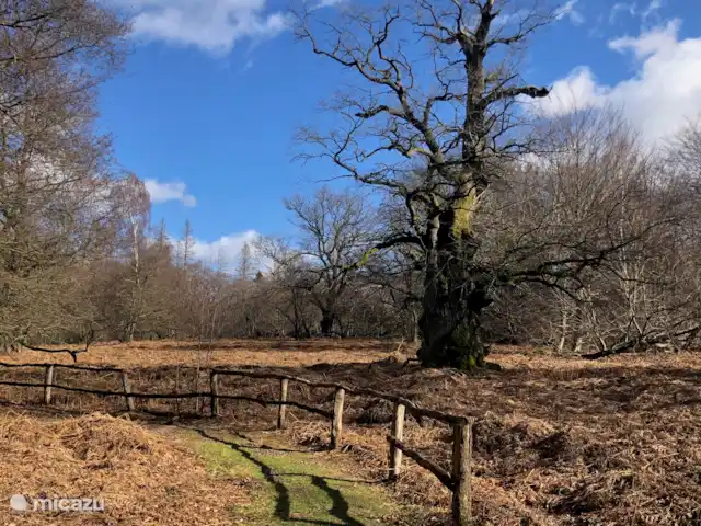 casa vacacional en Alemania, Sauerland, Beverungen – Die schönste Aussicht El bosque primitivo de Sabawald merece una visita