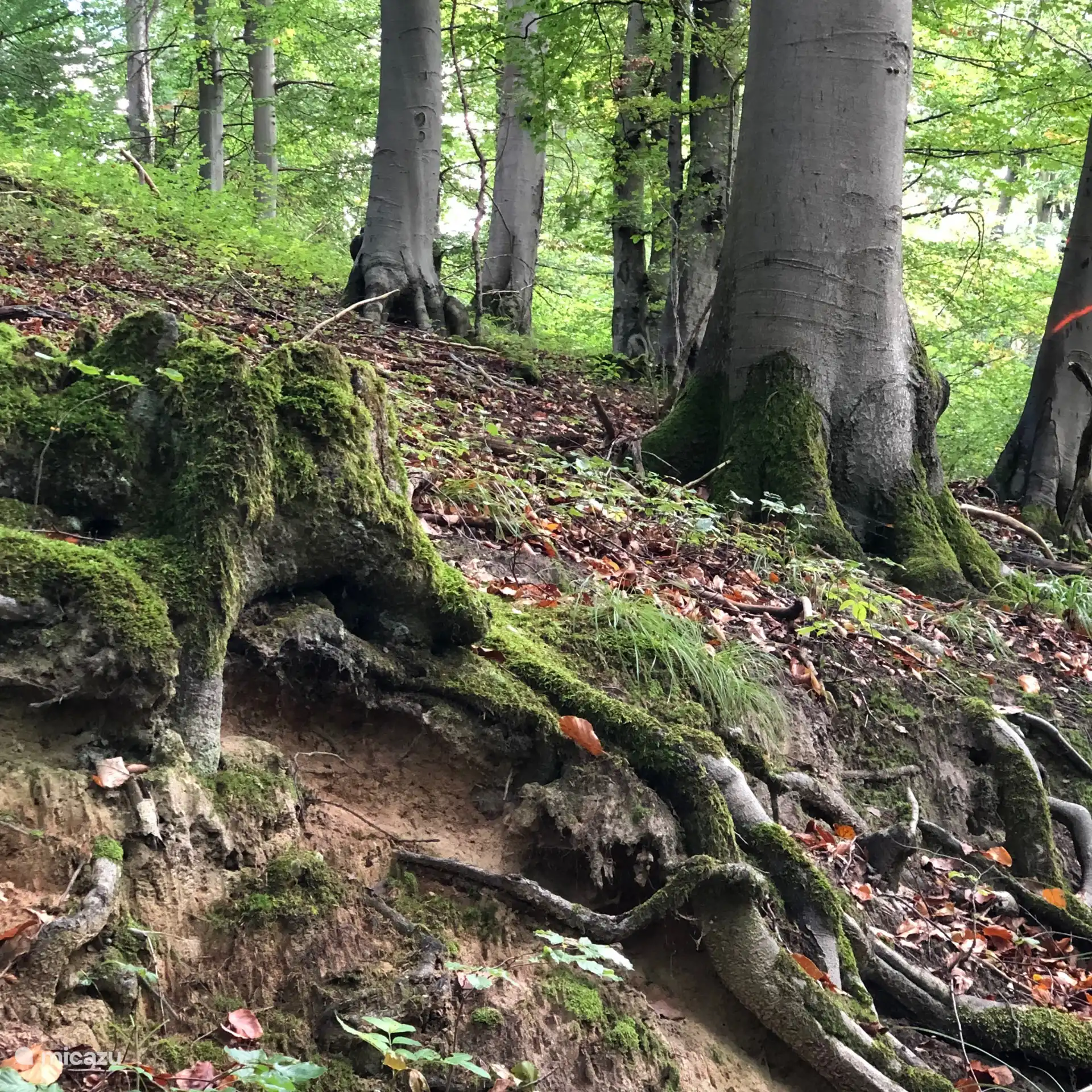 The beautiful nature in the area