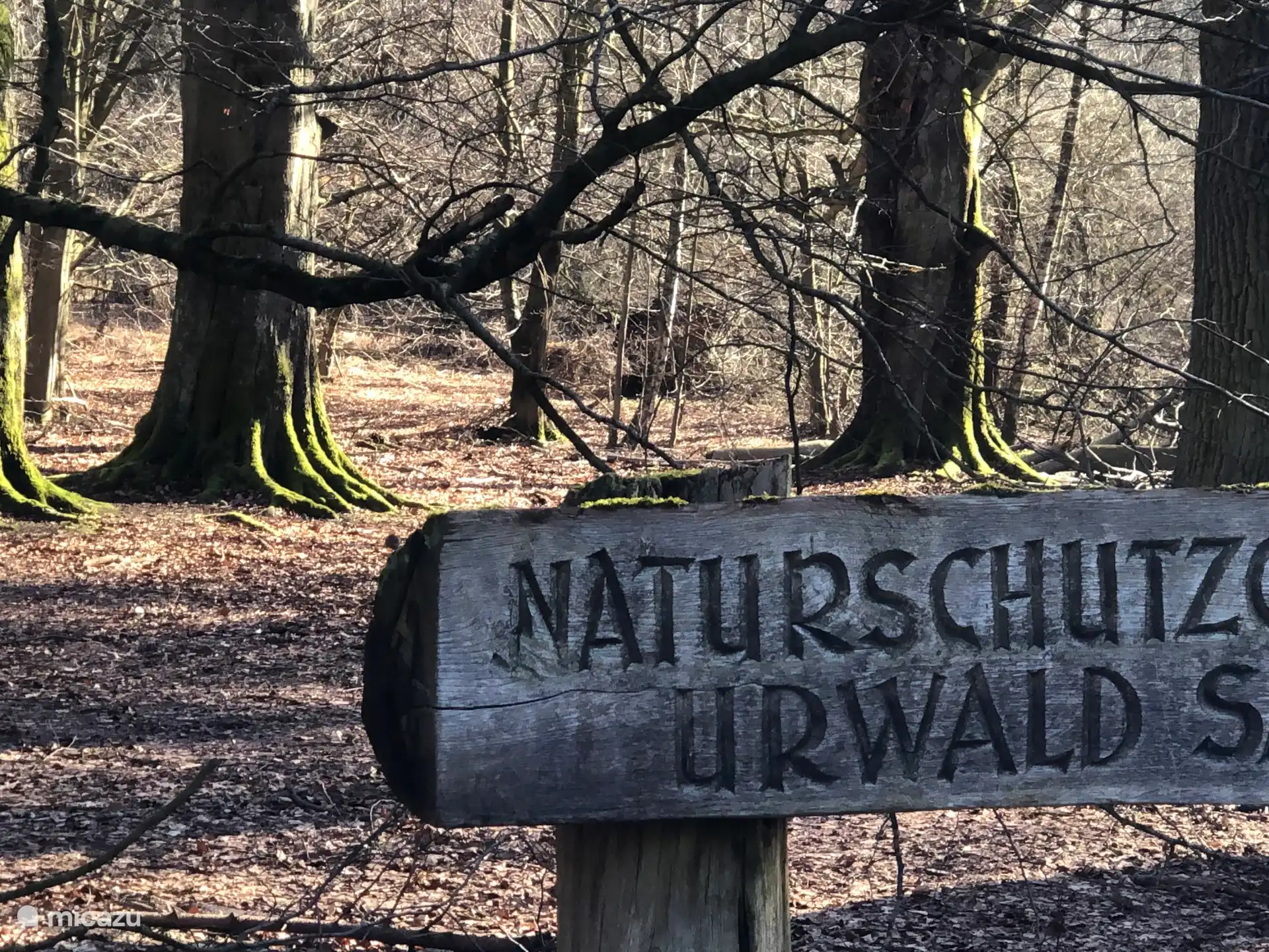 Primeval forest Sabawald in the vicinity