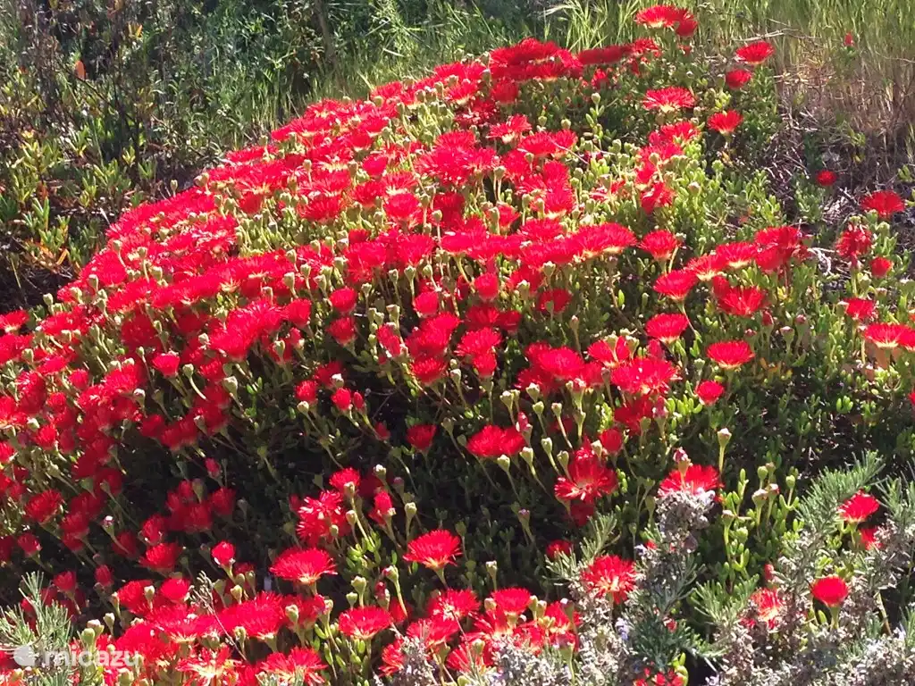 The garden has many flowers and fruit trees, olives, oranges, tangerines, lemons, figs and grapes