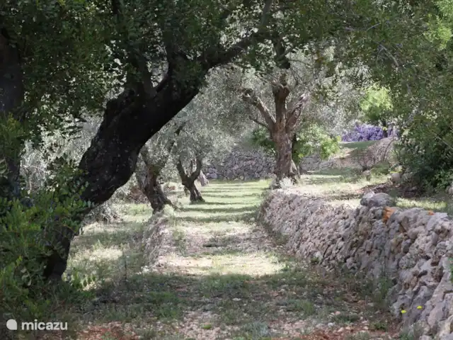 Villa Foia Vella, suite Lavandula | Espagne, Costa Blanca, Benigembla - chambres d'hôtes Villa Foia est une oliveraie de près de 2 hectares