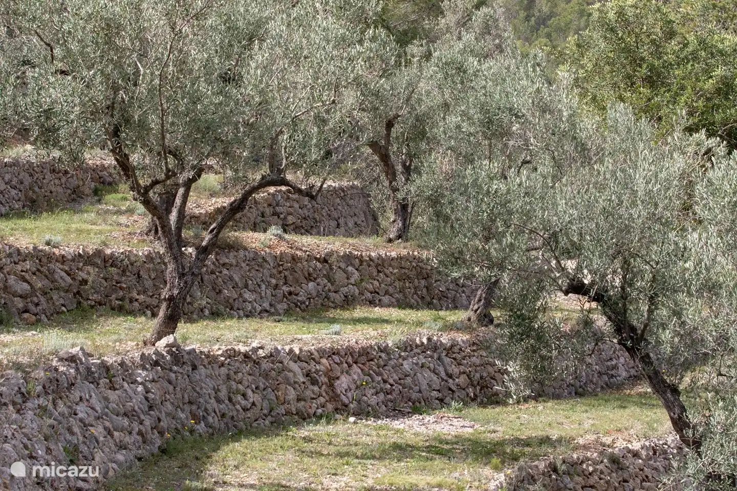 ¡Construcción de terrazas de la época de Mooren!