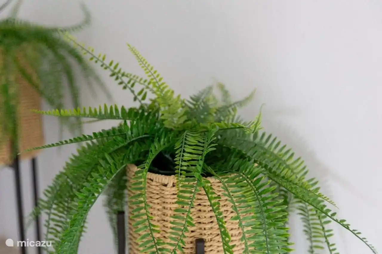 Leuke plantjes door heel de woning voor het vakantie gevoel.