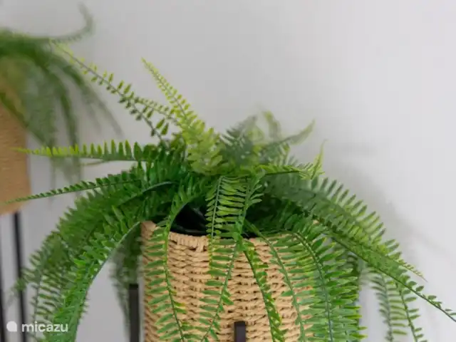 A&V appartement | Curaçao, Curaçao-Centre, Abrahamsz - maison de vacances De belles plantes dans toute la maison pour l’impression de vacances.