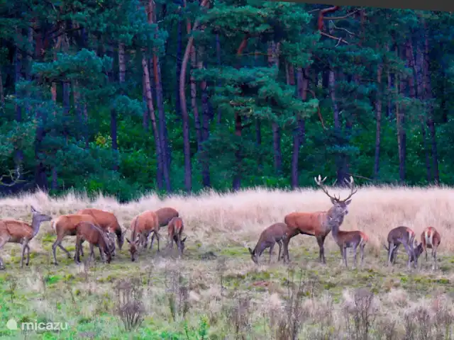 Location de Vacances Pays-Bas, Gueldre, Bennekom, maison de vacances - Horahomes-Tuckaway Veluwe