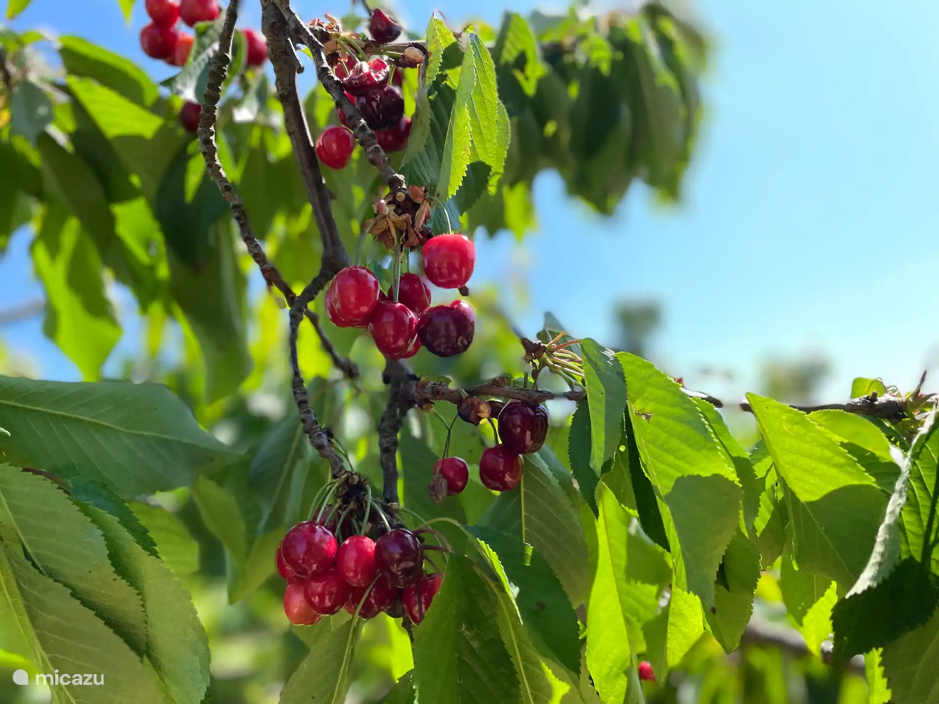 cherries from our own orchard